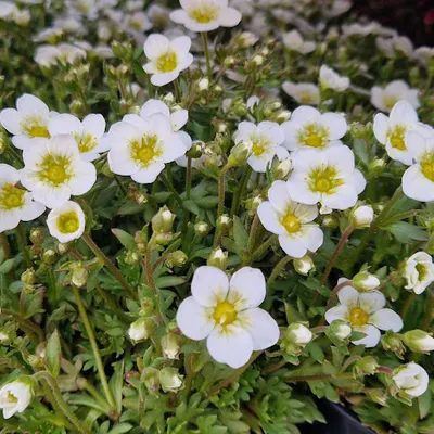 Ogrodnictwo Maciej & Dorota